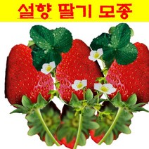 모종]딸기모종-설향딸기 : 10cm분/5개 Q348, 1개