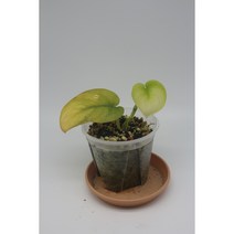 스킨답서스 제이드사틴 바리에가타 - 희귀식물 정글식물 동동플랜츠 덩쿨식물