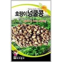 주주씨앗 호랑이넝쿨콩 30g / 넝쿨성 콩 씨앗 종자 콩재배 텃밭가꾸기 채소심기