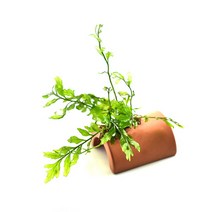 수초-볼비티스 반구형토분 활착-어항 수족관 수중식물/헬로아쿠아