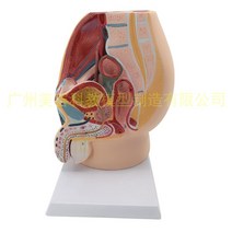 인체 모형 여성 자궁모형 난소 병리 만삭태아 실습용 의료용, 남성 대야상  -  1개