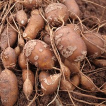 [땅끝파머스] 수퍼아피오스 (인디언감자) 가정용 3KG 5KG 10KG (크기골고루) / (종자용 종근-별도판매/줄기달린상태배송) - 해남 직송, 5kg(밭에심는 종자용)