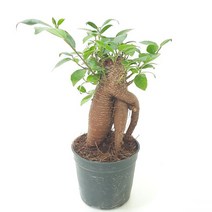 인삼고무나무(소) 실내공기정화식물 공기청정식물