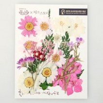 체크스토리 압화꽃 공예 A타입, 09 미니핑크