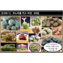 리톱스 나라 씨앗, 코노피툼믹스 씨앗 60립, 1개