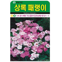 상록패랭이소포장사계패랭이 향기 좋은 패랭이꽃 500립