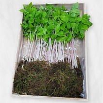 새싹삼 25CM 2년생삼 보모님 국내 국내산(20뿌리) 설명절 선물, 새싹삼 20뿌리
