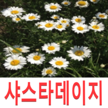 (성실D)야생화 샤스타데이지모종(포트) 15개