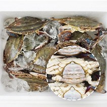 푸름농수산 연평도 배 빵빵 알배기 봄 활 암꽃게, 2kg(6-10미)