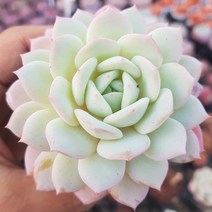 [ 37가지 ] 특별한 다육식물, 3번-로즈베리