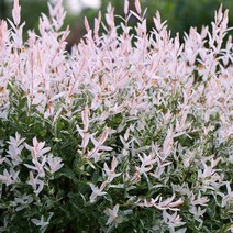 셀릭스 화분묘 (화이트핑크 샐릭스 무늬버들) 고접 스탠다드형 / 정원이나 화분에 FG302, 1개