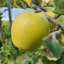 문경사과 황금사과 16-18과 선물용 주흘산사과 문경새재사과 문경약돌사과 5kg, 상세페이지 참조, 상세페이지 참조