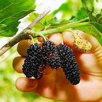 2023년 새콤달콤 고창 제철 햇 오디 급냉 생과 특품1kg, 1kg, 1개