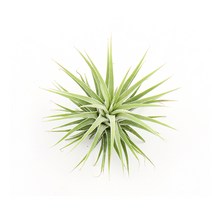 갑조네 틸란드시아 모음 에어플랜트 공기정화식물 인테리어 식물 행잉플랜트