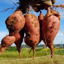 여주고구마 꿀고구마 3kg 5kg 10kg 고구마, 혼합사이즈5kg, 1개