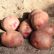 [생산자직송] 이봉래님의 창원 햇 홍감자 5kg, 홍감자(대)5kg