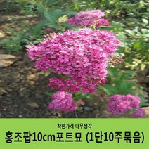조팝나무 묶음모음, 조팝나무H1.2(1m20cm) 5주묶음
