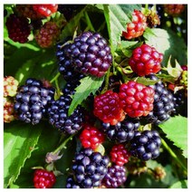 블랙베리(슈퍼복분자) 흑진주 [삽목1년] kjot