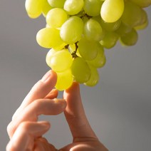 아삭아삭 씨없는포도 애플청포도 선물용으로좋은 꿀포도 900g 내외, 3개