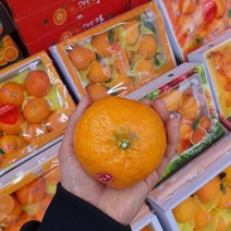 제주 고급 레드향 프리미엄 로얄과 3kg 과일 설 명절 선물세트, 레드향 3kg X (10~13과)1박스, 1개