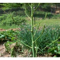 특용/약용수 아스파라거스(백합과)_10주