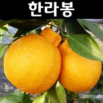 귤나무(레드향) 결실주(분) 1개/나무 묘목/과실수/유실수