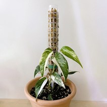 필플랜트 수태봉 식물지지대 연결형 50cm, 1개