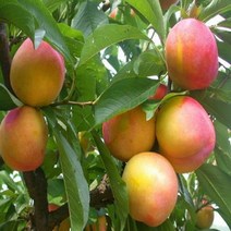 충주원예조경/자두나무(후무사)/R3/결실주, 주, 1개