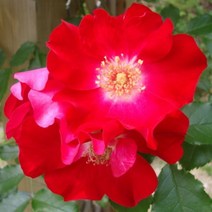 착한가격 나무생각 / 사계 명품 유럽 줄장미 / 함부르크 피닉스 / 개화주, 주