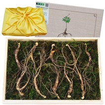 [종삼] 산양삼용 인삼 모종 묘삼 종삼 1년생 100뿌리 실내용 실외용, 발아처리(실내용) 100뿌리