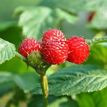 [푸르젠] [순창직송]수확후 급냉 새콤달콤 22년산 산딸기 생과 1kg, 상세 설명 참조, 상세 설명 참조