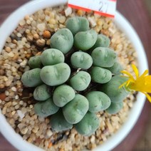 인연다육 27번 노란꽃이예쁜 코노피튬 메어리 화분포함 다육식물 메셈, 1개
