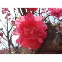 홍도화 접목 1년 특묘 2주 묶음 꽃복숭아 묘목