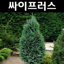 싸이프러스(컬럼나리스) 키1.5m(분) 1개/나무 묘목/상록수/조경용