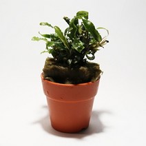 기타 바보사랑[미미네아쿠아]부세파란드라 벨벳