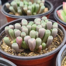 [소소한다육] 오십령옥 페네스트라리아속 다육식물, 1개