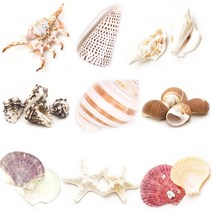 조개껍질 고둥 소라 불가사리 껍데기모음, 27 조개껍질-칼라 [100g]