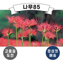 (나무85) 석산(꽃무릇) 구근 10개묶음
