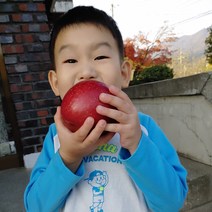 2021년 금가네꿀사과 가정용 경북영주사과 부사 소백산 안동 대구 부석사과 5kg 10kg, 가정용 중대과10KG, 1개