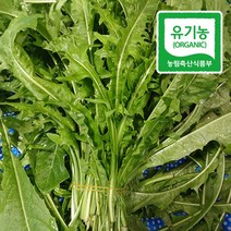 국내산 유기농 생 토종 흰민들레 생채 500g 생잎 쌈채소 나물, 1개