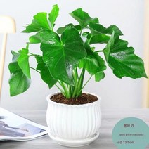 수배 봄날개 분재 사무실 내 포름알데히드 흡입 거실 꽃 물 키우기 큰잎 녹라 키우기 봄비 녹식물, 색깔16, 분지, 1개