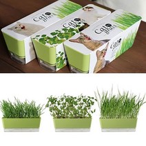 [P1B] 센스있는집들이선물 고양이잎 키우기 DIY 세트 / 집들이선물 화분 거실화분 DIY키트 인테리어화분 반려식물 식물키우기 미니화분 식물인테리어 집에서키우기쉬운식물 ( P1B / 55989EA ), 본상품선택, 캣잎