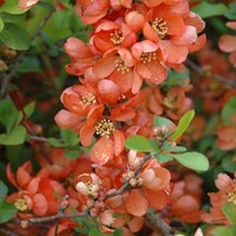 묘목/명자나무 (살몬 호라이즌) 120L포트 신품종 SJ230, 1개