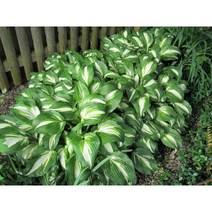 서비내 호스타 옥잠화 모종 Hosta plantaginea 노지월동 꽃 야생화, 1개