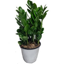 트리앤 럭키금전수 보석금전수 일반금전수 영양제 미세먼지제거식물, 02. 럭키금전수(중) 1개, 1개