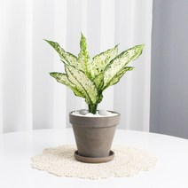 스노우사파이어 독일토분 모카13호 집에서키우기쉬운 공기정화식물 대형토분 빈화분