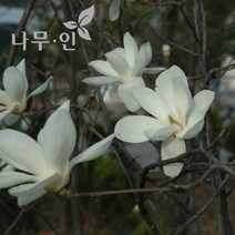 [나무인] 백목련 개화주 분뜨기 지름3cm