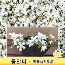 꽃잔디-화이트(3치)모종 50개