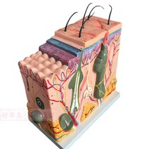 피부 모형 50배 과 병원 에스테틱 보조 학교 수업, 50배 피부 확대 24x23x11cm