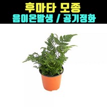 곰빵 후마타 모종 음이온 실내공기정화식물 고사리, 1개